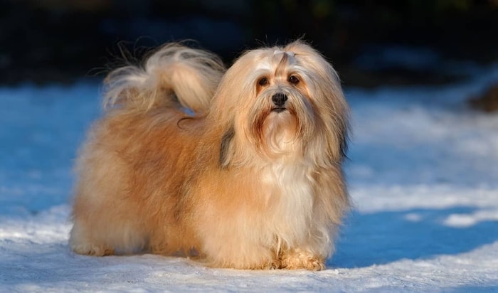 Beautiful Havanese