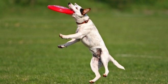 Beautiful Jack Russell