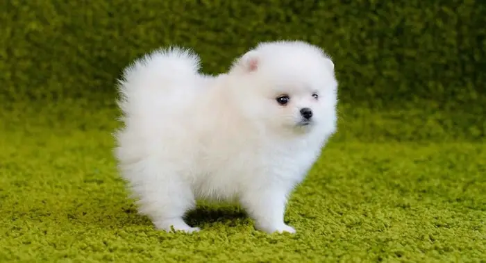 Beautiful Small Dog Pome