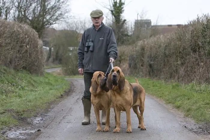 Behavior of Bloodhound Dog