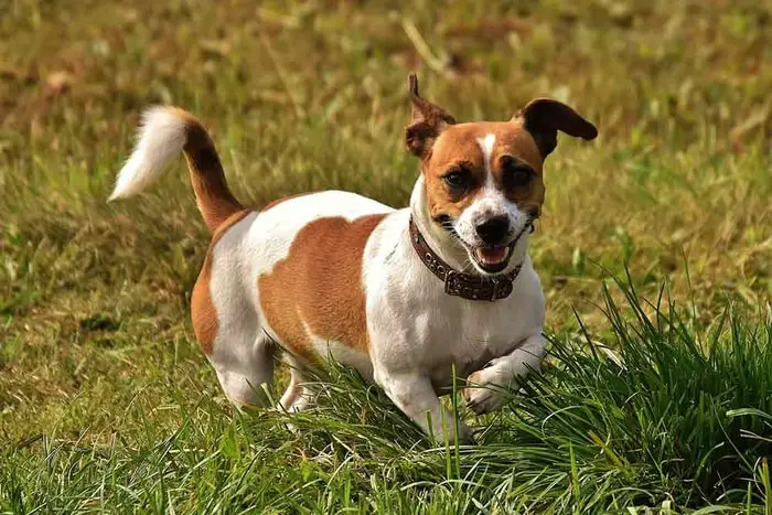 Behavior of Jack Russell