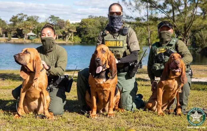 Bloodhound as Police Dog