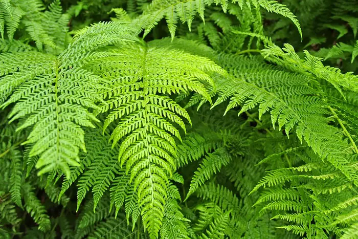 Bracken Fern