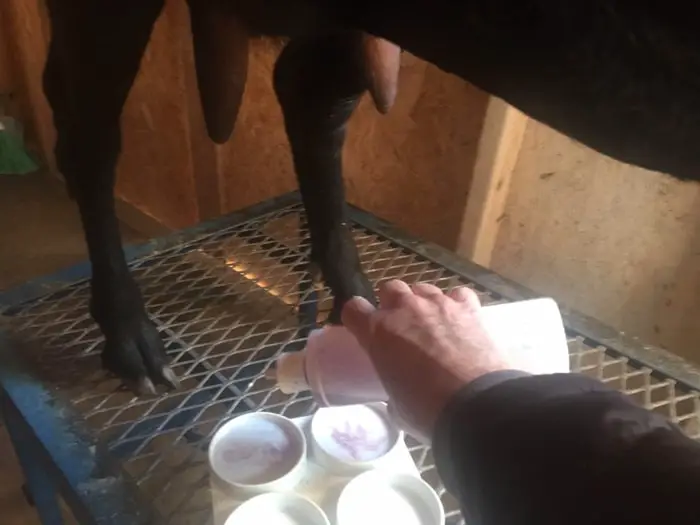 California Mastitis Test