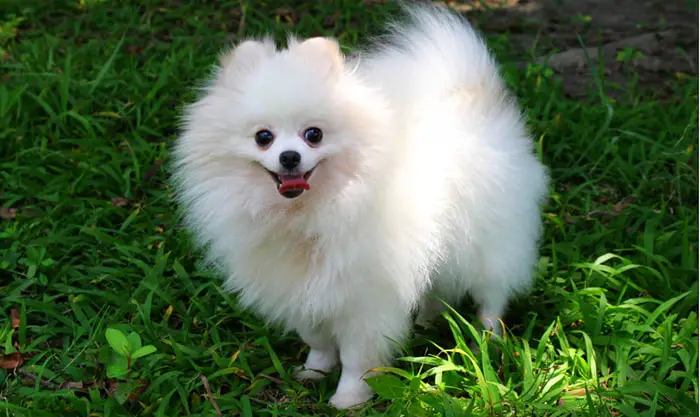 Care and management of Pomeranian Dog