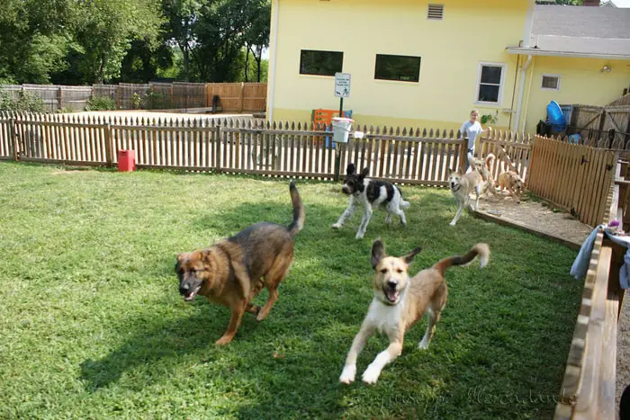 Care at Dog Daycare Center
