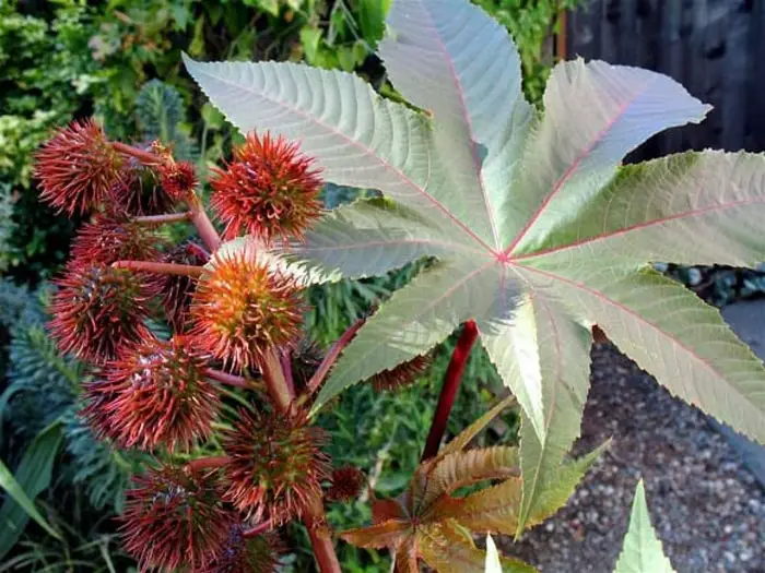 Castor Oil Plant