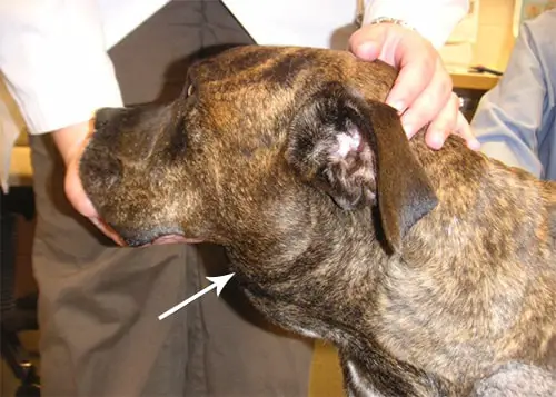 Causes of Canine Lymphoma