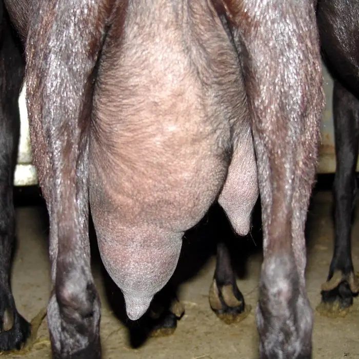 Clinical Signs of Goat Mastitis