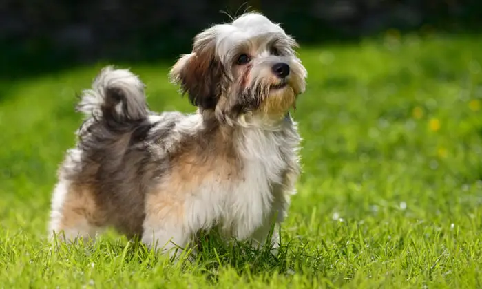 Color of Havanese Dog