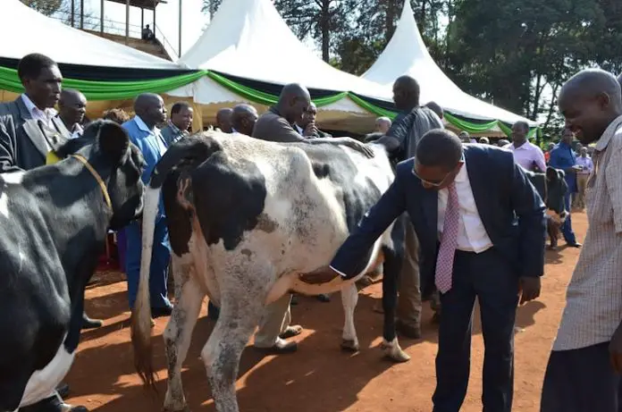 Cow Skin Diseases