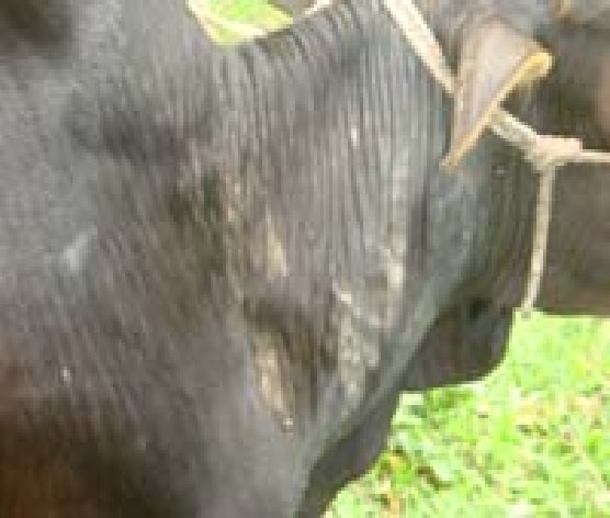 Dermatophilosis in Cattle