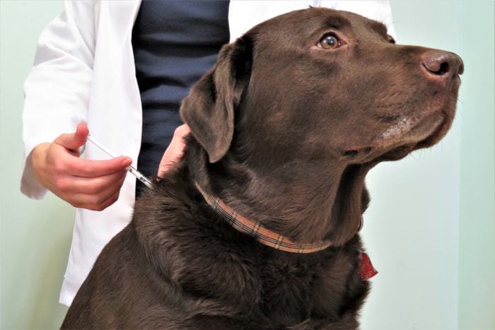Diagnosis of Canine Lymphoma