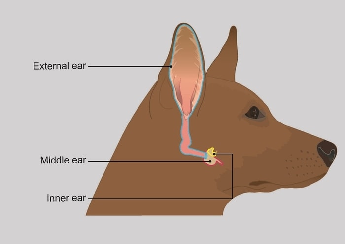 Diagnosis of Vestibular Disease in Dogs