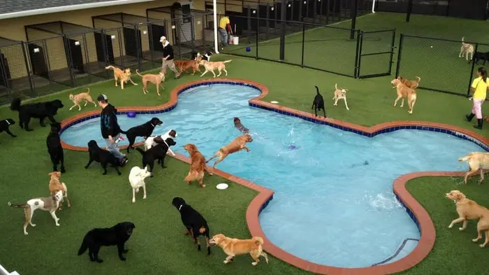 Dog Daycare Center