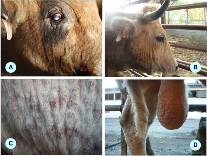 Elephant Skin Diseases in Cattle