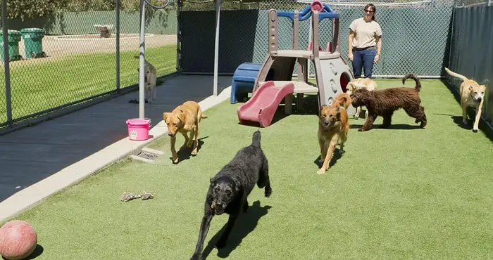 Facilities of Dog Boarding Kennel