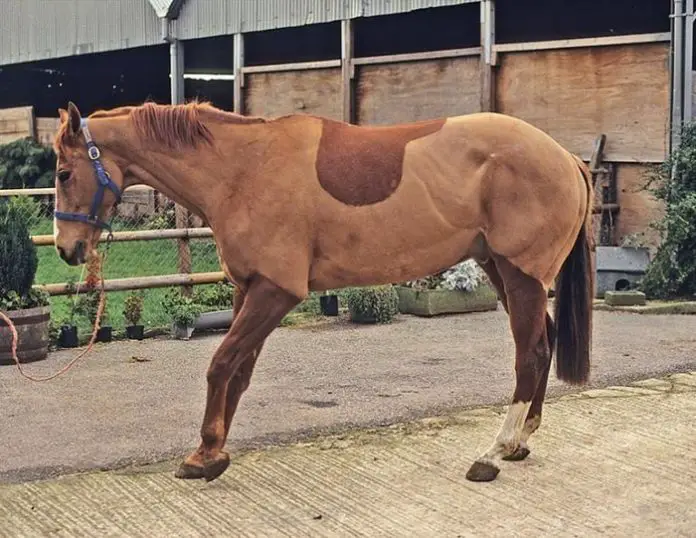 Founder in Horses