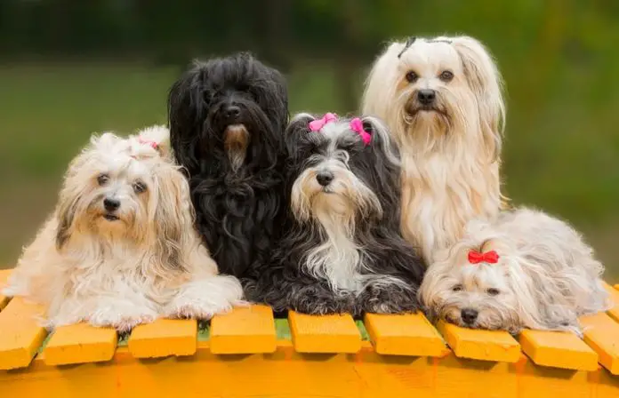 Havanese Dog Breed