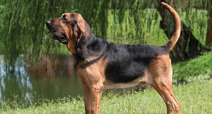 Health of Bloodhounds
