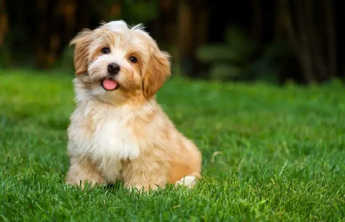 Health of Havanese