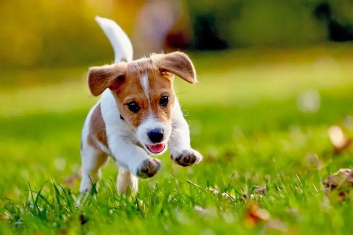 Health of Jack Russell Terrier Dog