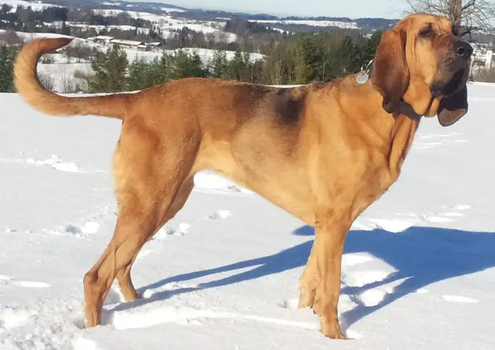 Height and Weight of Bloodhounds