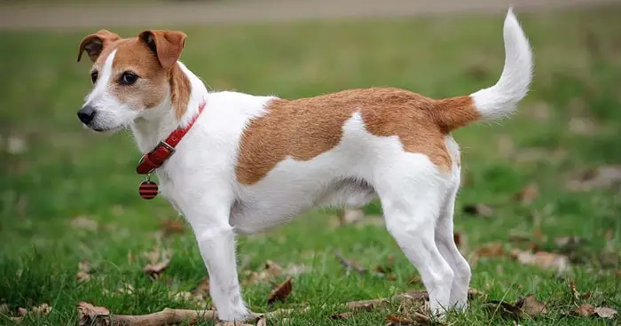 Height and Weight of Jack Russell