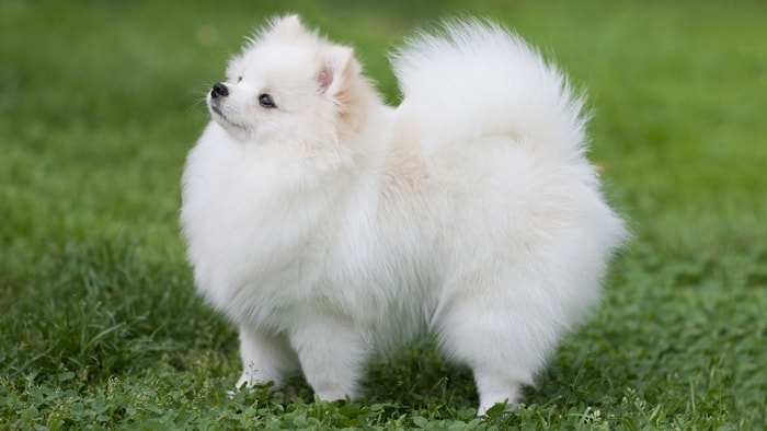 History and Origin of Pomeranian