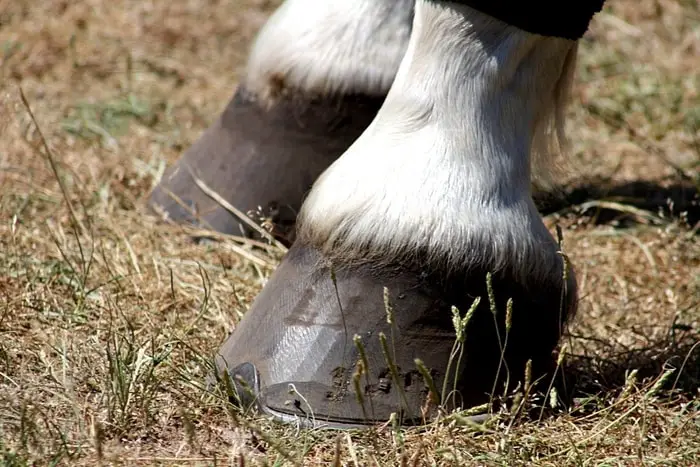 Horse Hoof Presentation