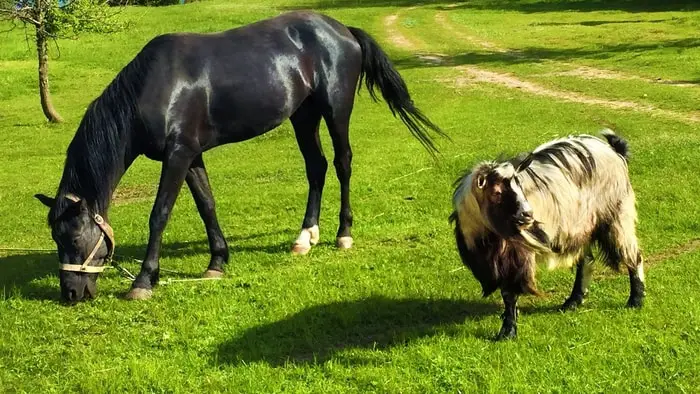 Horses at Pasture