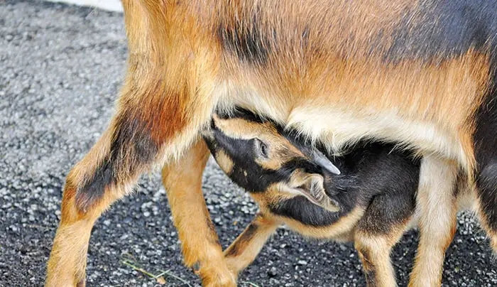 Information on Goat Mastitis