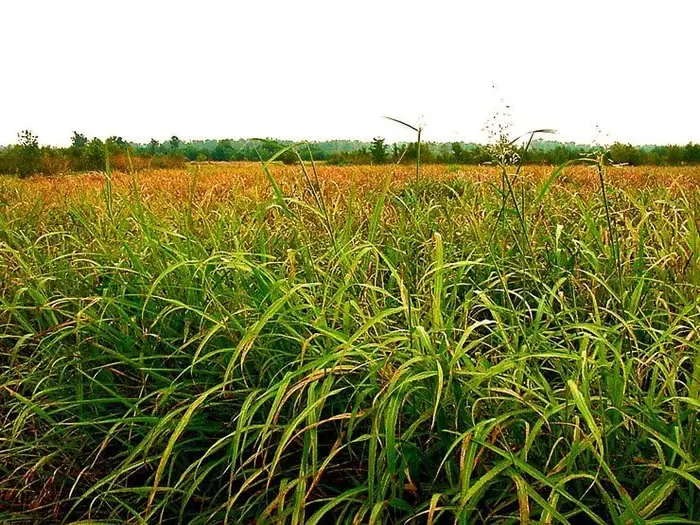 Johnson Grass