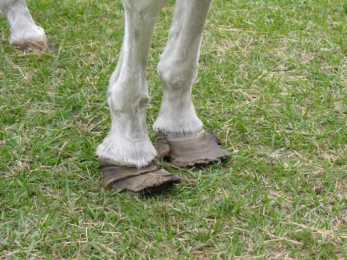 Laminitis in Horse