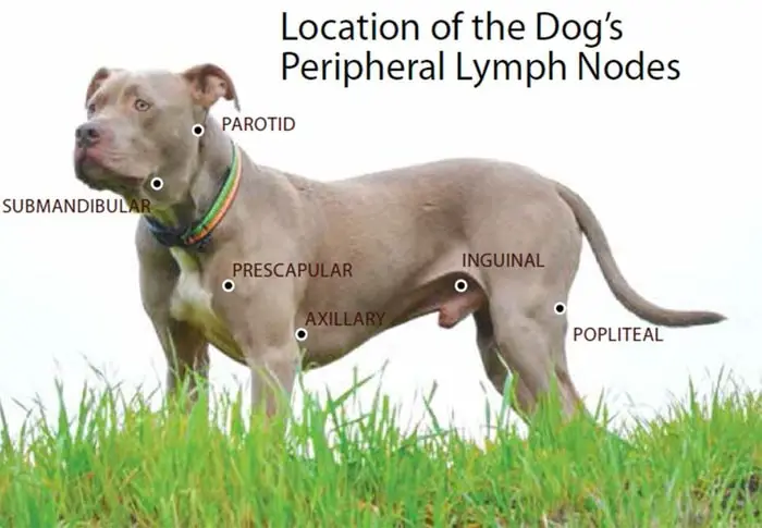 Location of Canine Lymphoma