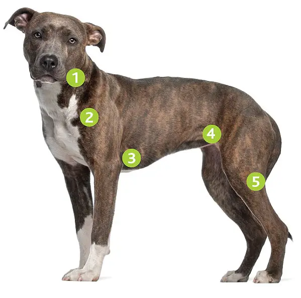 Lymphoma in Dogs