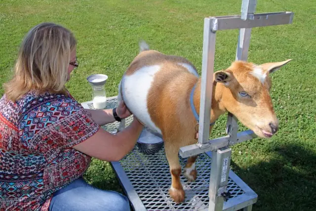 Mastitis in Goats