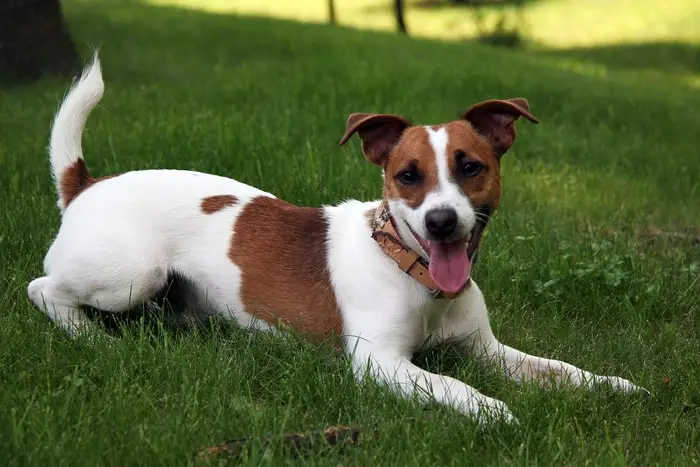 Origin and History of Jack Russell