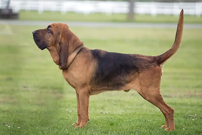 Physical Characteristics of Bloodhound