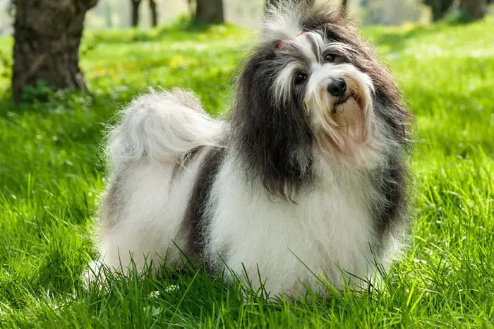 Physical Characteristics of Havanese