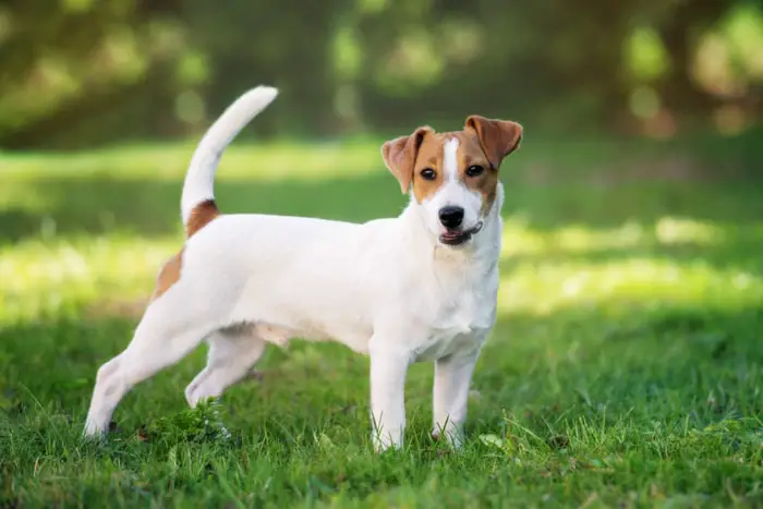 Physical Features of Russell Terrier