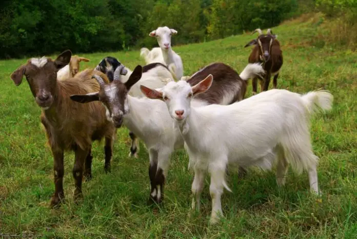 Pinkeye in Goats