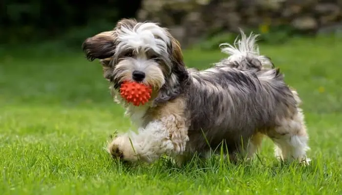 Playful Havanese