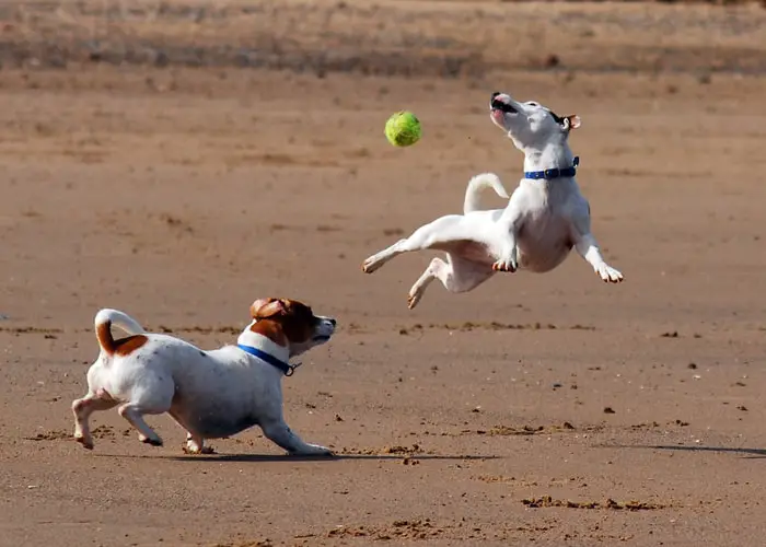 Playful Jack Russel Dog