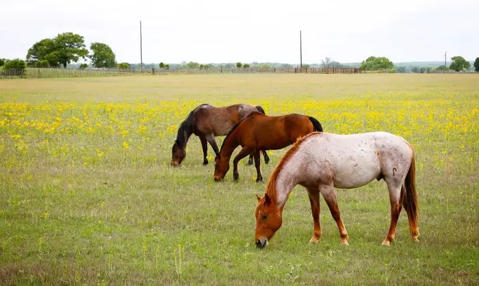 Poisonous Plants of Horses