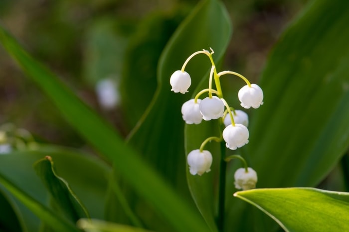 Poisonous Plants for Horses- Lilies