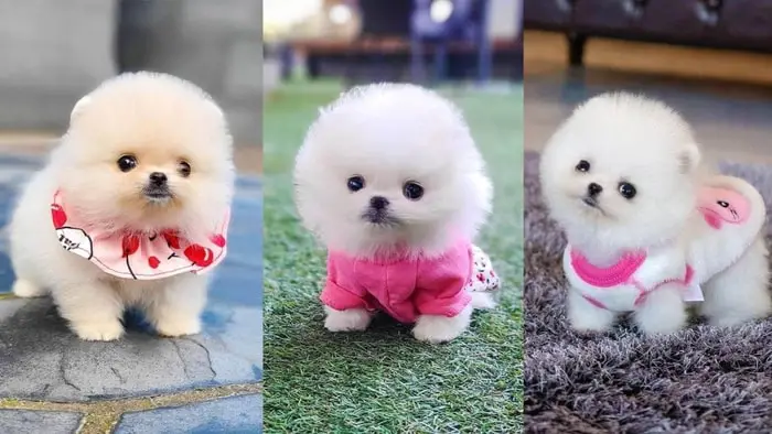 Pomeranian Dog Breed