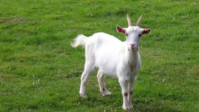 Prevention of Pinkeye in Goats