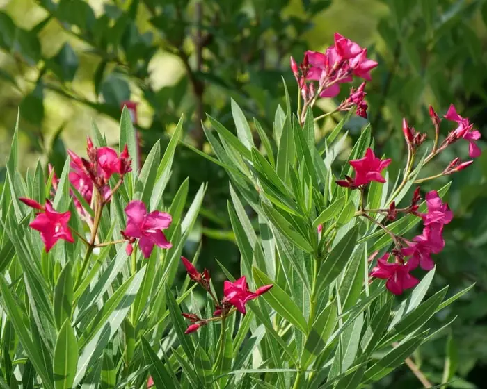 Red Oleander