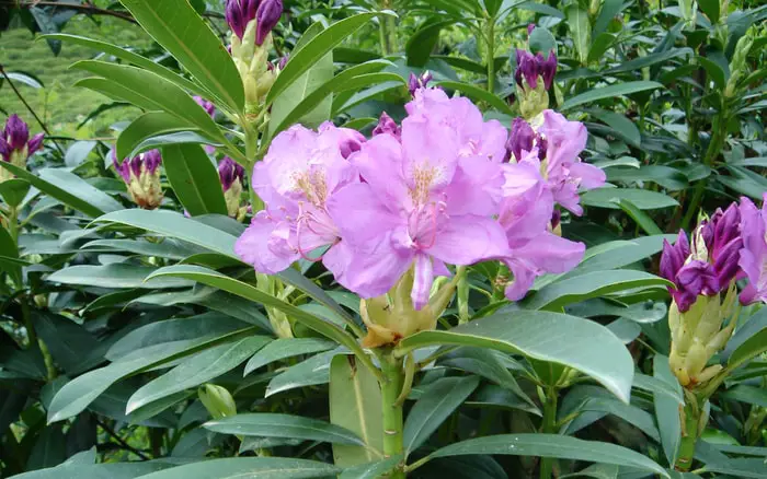 Rhododendron